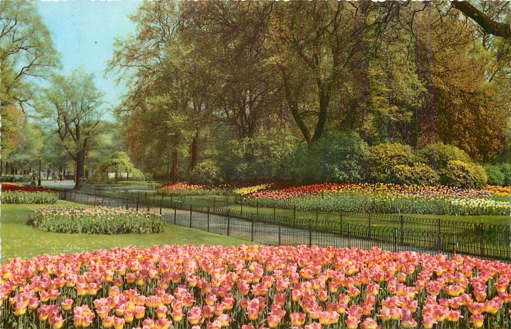 CPM Fleurs